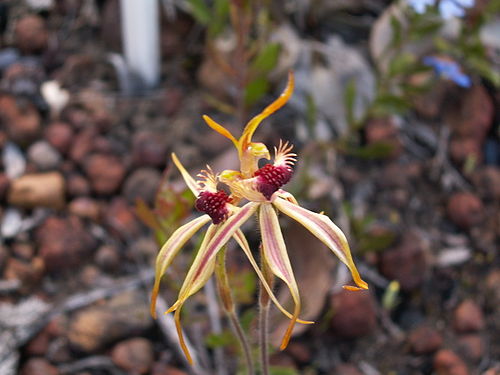 Caladenia plicata